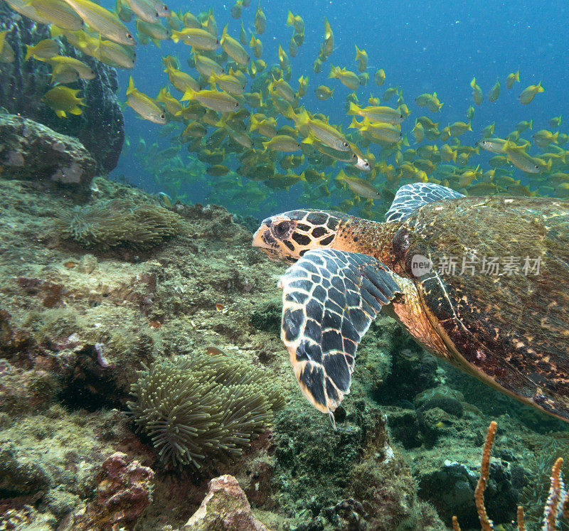 动物行为:极度濒危物种玳瑁海龟(Eretmochelys imbricata)